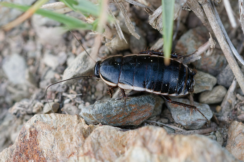 18 Loboptera deipiens.jpg